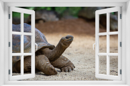 Fototapeta Naklejka Na Ścianę Okno 3D - The Seychelles giant tortoise or aldabrachelys gigantea hololissa, also known as the Seychelles domed giant tortoise. Giant turtle in island Mauritius