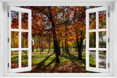 Fototapeta Naklejka Na Ścianę Okno 3D - Kolorowe jesienne drzewa w Parku Wygoda w Sosnowcu. 
