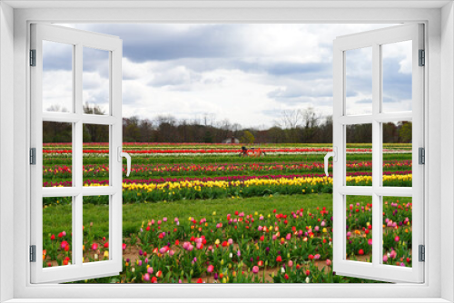 Fototapeta Naklejka Na Ścianę Okno 3D - View of a colorful tulip field with flowers in bloom in Cream Ridge, Upper Freehold, New Jersey, United States