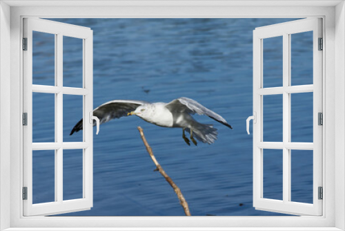 Fototapeta Naklejka Na Ścianę Okno 3D - A Seagull coming in for a Landing