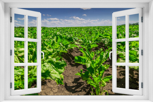 Fototapeta Naklejka Na Ścianę Okno 3D - Close-up of young sugar beet plants in converging long rows. Agricultural field.