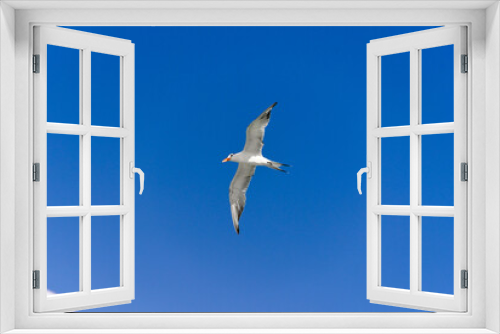 Fototapeta Naklejka Na Ścianę Okno 3D - Seagull flying under blue sky