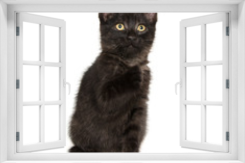 Fototapeta Naklejka Na Ścianę Okno 3D - Cute black kitten
