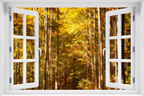 Fototapeta Naklejka Na Ścianę Okno 3D - Beautiful autumn woods landscape