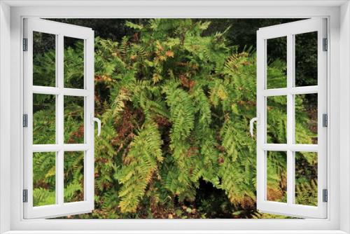 Fototapeta Naklejka Na Ścianę Okno 3D - Bright Green and Brown Autumnal Fern Leaves