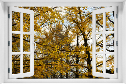 Fototapeta Naklejka Na Ścianę Okno 3D - 紅葉が綺麗な公園の木々