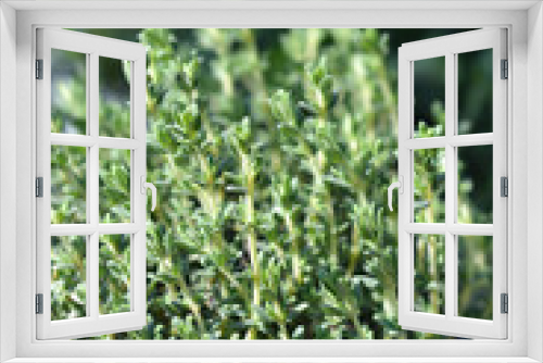 Fototapeta Naklejka Na Ścianę Okno 3D - Faustini thyme
