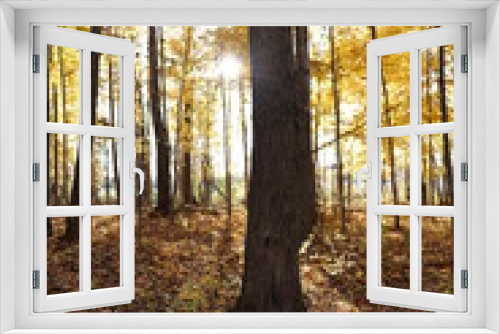 Fototapeta Naklejka Na Ścianę Okno 3D - fall trees in woods