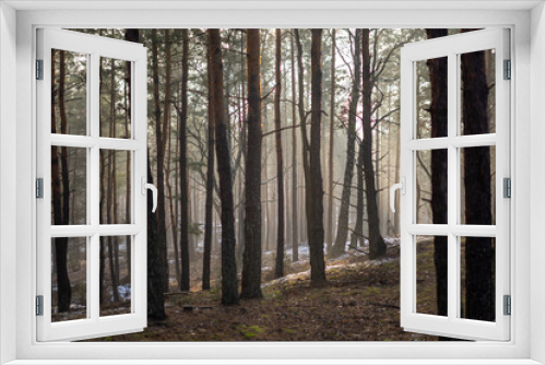 Fototapeta Naklejka Na Ścianę Okno 3D - Jesienny zamglony las, przymrozek w lesie, klimatyczne