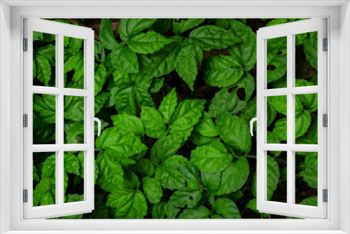 Fototapeta Naklejka Na Ścianę Okno 3D - Heat shape of leaf for background and texture ,Green Leaves Background