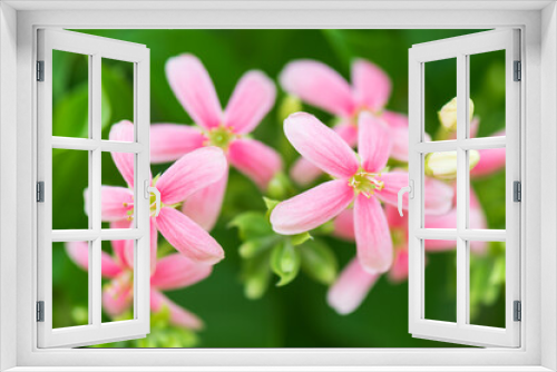 Fototapeta Naklejka Na Ścianę Okno 3D - Soft focus colorful fresh flower in the garden on the summer season.Red and pink blooming flowers and green leaves background.