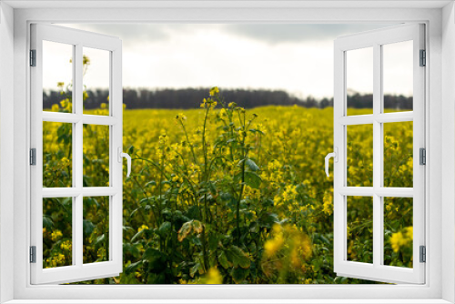 Fototapeta Naklejka Na Ścianę Okno 3D - Panorama of a rapeseed field