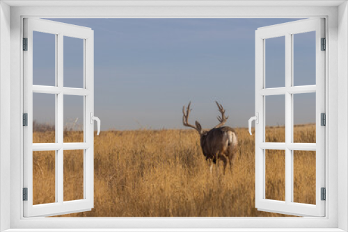 Fototapeta Naklejka Na Ścianę Okno 3D - Mule Deer Buck in the Fall Rut in Colorado