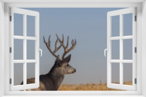 Fototapeta Naklejka Na Ścianę Okno 3D - Mule Deer Buck in the Fall Rut in Colorado