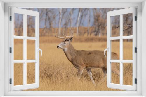 Fototapeta Naklejka Na Ścianę Okno 3D - Whitetail Deer Buck During the Rut in Colorado in Autumn