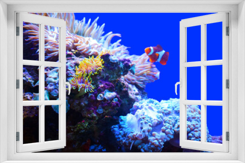 Fototapeta Naklejka Na Ścianę Okno 3D - Beautiful corals on a blue background. The beauty of the underwater world.