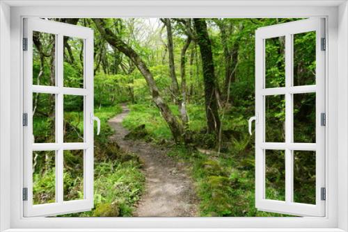 Fototapeta Naklejka Na Ścianę Okno 3D - a refreshing spring forest with a fine pathway