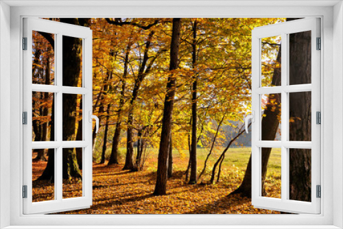 Fototapeta Naklejka Na Ścianę Okno 3D - Autumn in forest