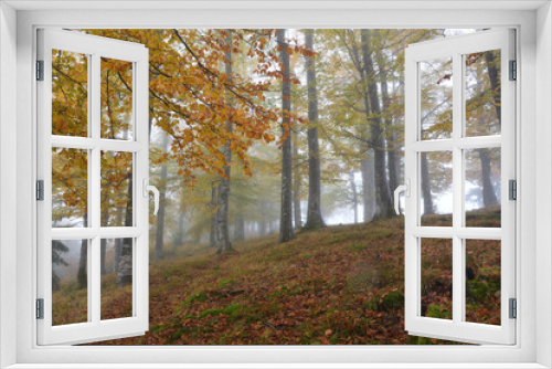 Fototapeta Naklejka Na Ścianę Okno 3D - Fog covering an autumn forest.