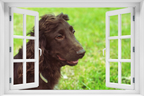 Fototapeta Naklejka Na Ścianę Okno 3D - Young brown spaniel sitting on the grass. Portrait of a chocolate russian spaniel