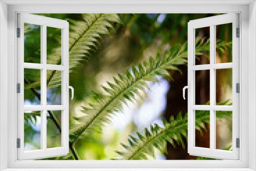 Fototapeta Naklejka Na Ścianę Okno 3D - Tropical wood or orangery plants closeup: evergreen fern and palm trees growing in greenhouse. Exotic rainforest vegetation and glasshouse gardening. Tropic and subtropical botany and flora concept