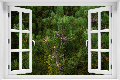 Fototapeta Naklejka Na Ścianę Okno 3D - Drzewo iglaste