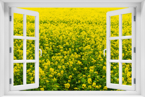 Fototapeta Naklejka Na Ścianę Okno 3D - Oilseed rape field.