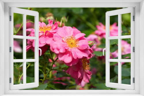 Fototapeta Naklejka Na Ścianę Okno 3D - Rose, Rosa