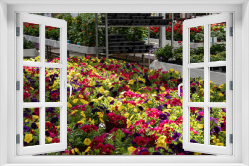 Fototapeta Naklejka Na Ścianę Okno 3D - Farbspiel - unterschiedlich farblich blühende Blumen.