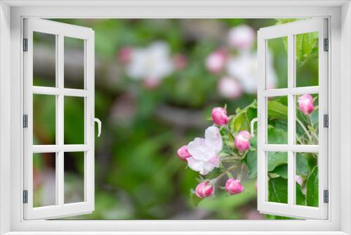 Fototapeta Naklejka Na Ścianę Okno 3D - Blossoming apple tree branch on dark background