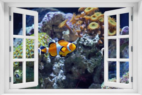 Fototapeta Naklejka Na Ścianę Okno 3D - Common Clownfish, Amphiprion ocellaris, swimming in an aquarium with corals