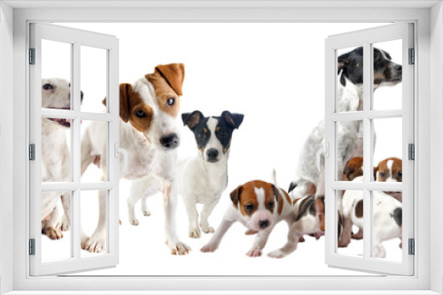 Fototapeta Naklejka Na Ścianę Okno 3D - jack russel terriers