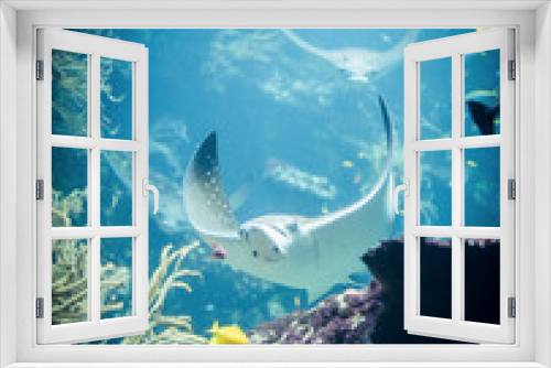Fototapeta Naklejka Na Ścianę Okno 3D - Rays in an aquarium