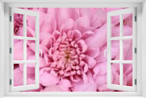 Fototapeta Naklejka Na Ścianę Okno 3D - pink chrysanthemum flowers