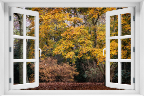 Fototapeta Naklejka Na Ścianę Okno 3D - autumnal yellow fall colours in the wood 