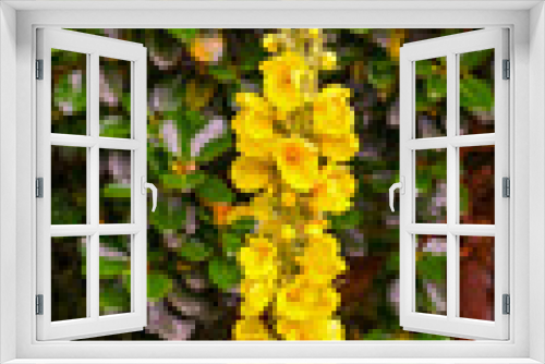 Fototapeta Naklejka Na Ścianę Okno 3D - Large Flowered Mullein , Mullein, Verbascum densiflorum. Botanical Garden, Frankfurt, Germany, Europe