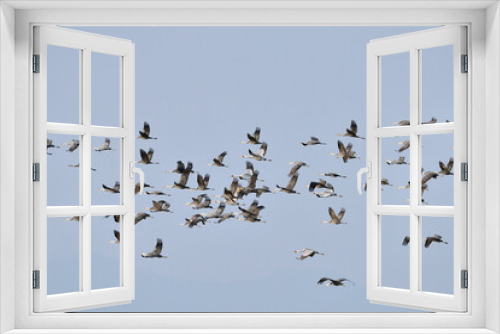 Fototapeta Naklejka Na Ścianę Okno 3D - 青空を飛ぶツルの大群（鹿児島県・出水市）
