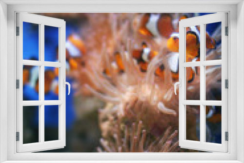 Fototapeta Naklejka Na Ścianę Okno 3D - Clown Fish