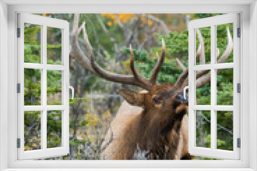 Fototapeta Naklejka Na Ścianę Okno 3D - Bull elk, thick cover