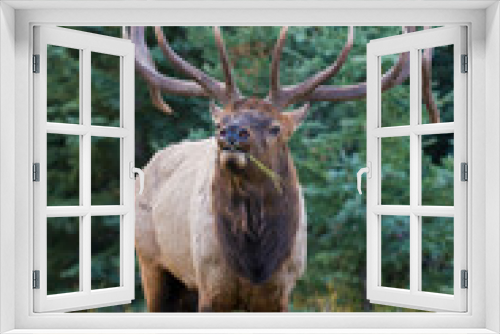 Fototapeta Naklejka Na Ścianę Okno 3D - Bull elk cheezing