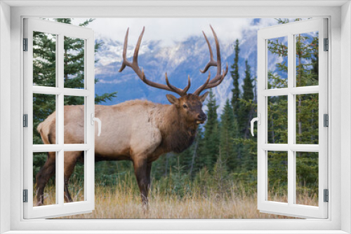 Fototapeta Naklejka Na Ścianę Okno 3D - Rocky Mountain bull elk