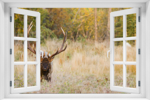 Fototapeta Naklejka Na Ścianę Okno 3D - Rocky Mountain bull elk