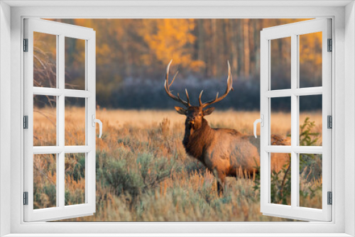 Fototapeta Naklejka Na Ścianę Okno 3D - Rocky Mountain bull elk, first light