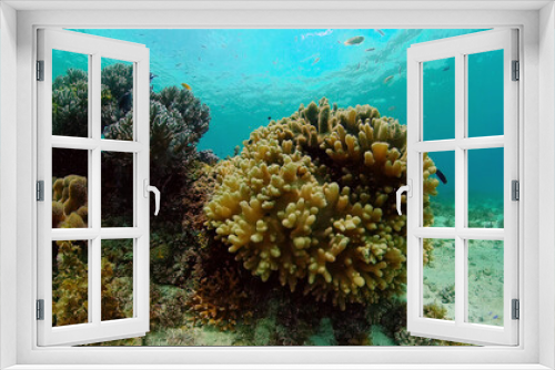 Fototapeta Naklejka Na Ścianę Okno 3D - Underwater fish reef marine. Tropical colorful underwater seascape with coral reef. Panglao, Bohol, Philippines.