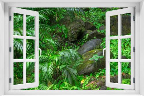 Fototapeta Naklejka Na Ścianę Okno 3D - USA, Hawaii, Big Island of Hawaii. Hawaii Tropical Botanical Garden, Cat Palm, aka Cascade Palm or Cataract Palm is native to Southern Mexico and Central America.