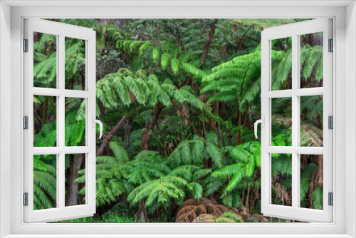Fototapeta Naklejka Na Ścianę Okno 3D - USA, Hawaii, Big Island of Hawaii. Hawaii Volcanoes National Park, Hawaiian tree ferns in tropical forest.