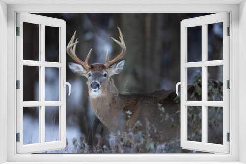 Fototapeta Naklejka Na Ścianę Okno 3D - Buck whitetail deer with large antlers