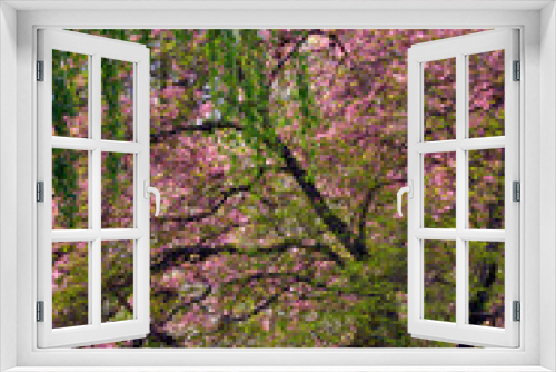 Fototapeta Naklejka Na Ścianę Okno 3D - USA, Oregon, Portland. Spring trees with pink flowers.