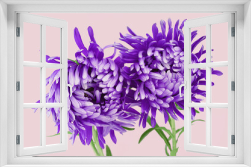 Fototapeta Naklejka Na Ścianę Okno 3D - Two violet aster flower closeup chrysanthemum type. Rich petals purple flower head on pink. In bloom