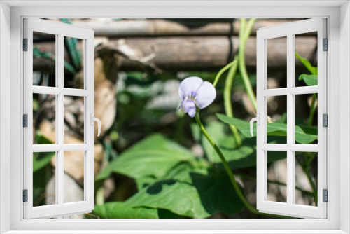 Fototapeta Naklejka Na Ścianę Okno 3D - Lentil flower creep in the garden